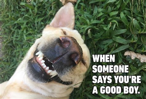 Hilarious Dog Memes Youll Laugh At Every Time Readers Digest