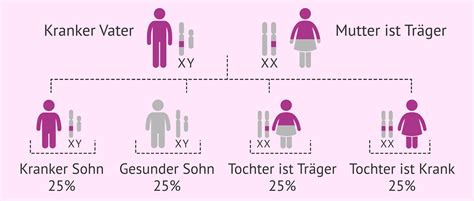 Vererbung Von Rezessiven X Chromosomal Vererbten Krankheiten