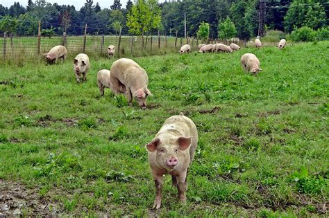 Glückliche Schweine