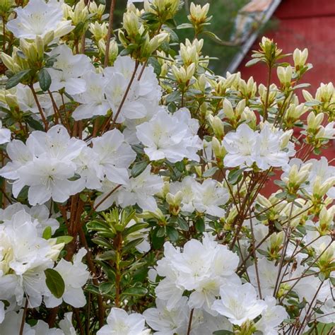 shop stunning white azalea plant  bright blooms rhododendron
