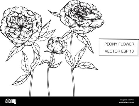 Peony Flower Drawing Illustration Black And White With Line Art Stock