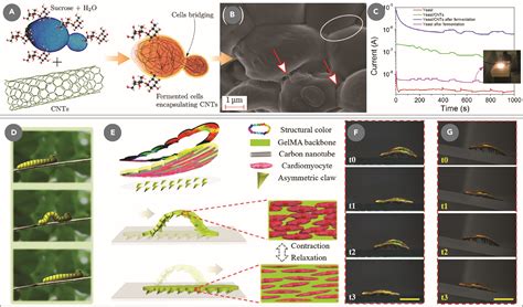 Engineered Living Carbon Materials Matter