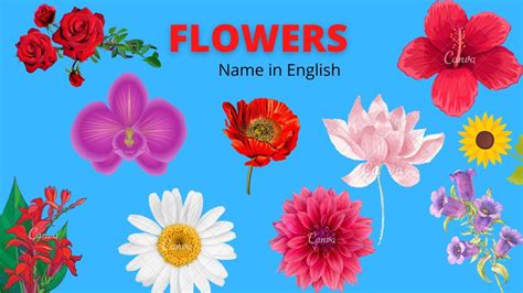 Flowers Name Flowers Name In English With Pictures Flowers For Kids