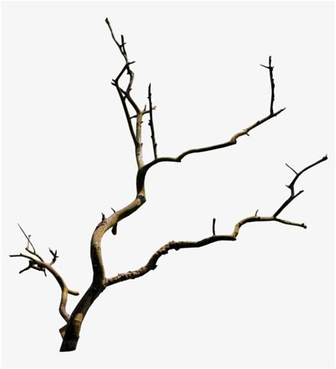 branch png branch png png image transparent png