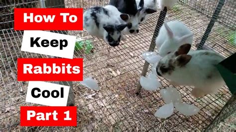 How To Keep Rabbits Cool During The Hot Summer Months Youtube