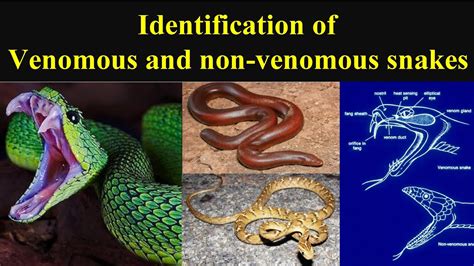 Venomous Vs Non Venomous Snakes