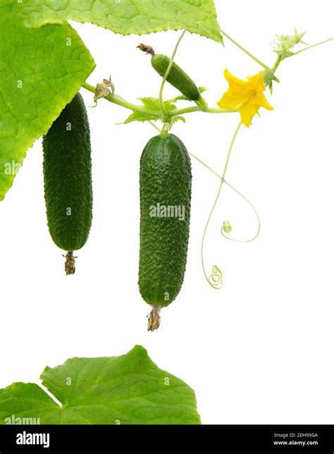 Planta De Pepino Pepino Con Hojas Y Flores Aisladas Sobre Fondo Blanco