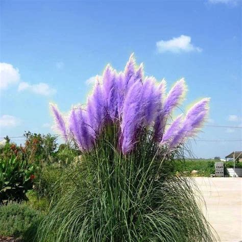 Pcs New Rare Purple Pampas Grass Seeds Ornamental Plant Seeds