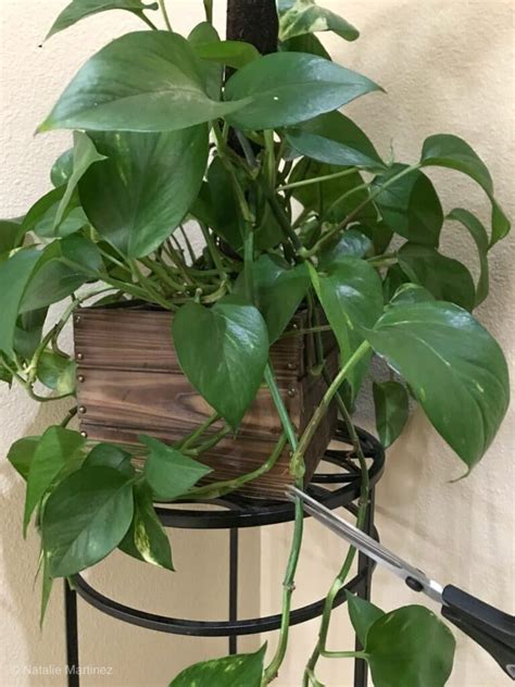 Pothos Plants: 2 Simple Propagation Methods - Natalie Linda Plant Care ...