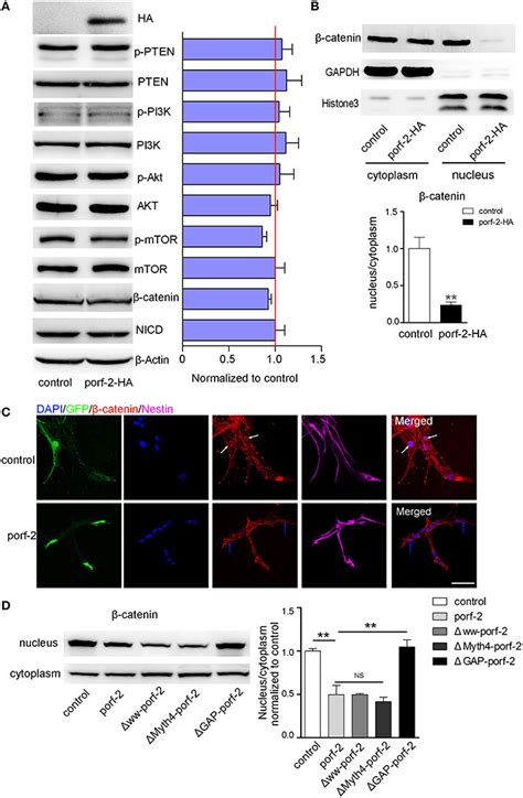 Porf 2 inhibits NSC proliferation through wnt β catenin pathway A