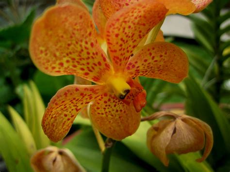 Free stock photo of flower, orange, orchid