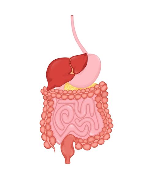 Sistema Digestivo De Dibujos Animados Para Dise O M Dico Ilustraci N De