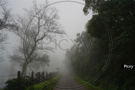 Image Of Foggy Mornings In Chickmangalur Forests In Chickmangalur