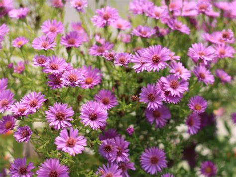 Aster, Wood's Purple - Campbells Nursery