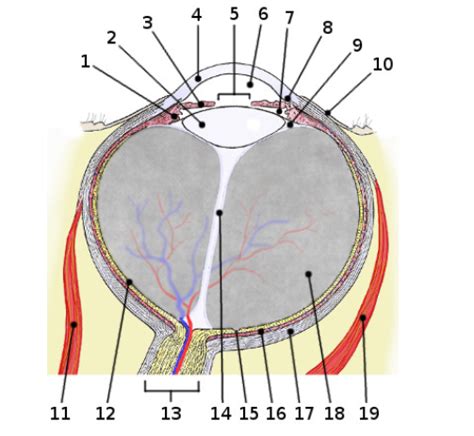 Eye Diagram Diagram | Quizlet