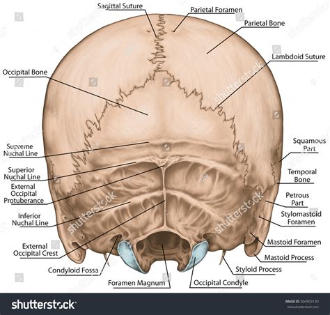 Bones Cranium Skull Anatomical Construction Bones Stock Illustration