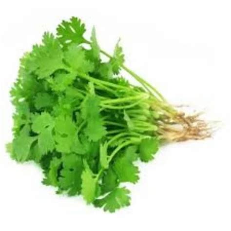 natural green dhaniya patti coriandrum sativum  coriander leaves