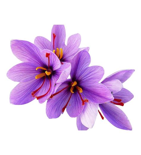 10 Jumbo Saffron Crocus Sativus Corms - Growing Instructions Included