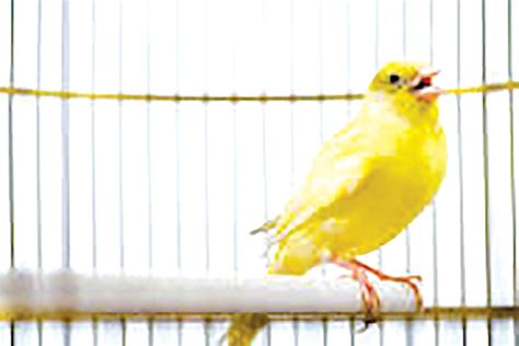 Mother’s Day Tribute: The Canary is Singing