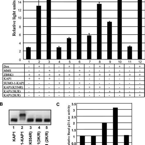 The KAP1 Sumoylation Mimetic SUMO 1 KAP1 Desensitizes Dox Induced