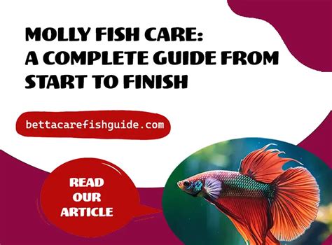 Molly Fish Care A Complete Guide From Start To Finish