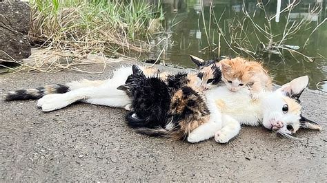 川岸で発見された母猫と4匹の子猫。わが子を下敷きにして動かず、子猫たちは母の助けを求めて泣き叫ぶ！ 動物（犬・猫 他色々）【まとめ動画】