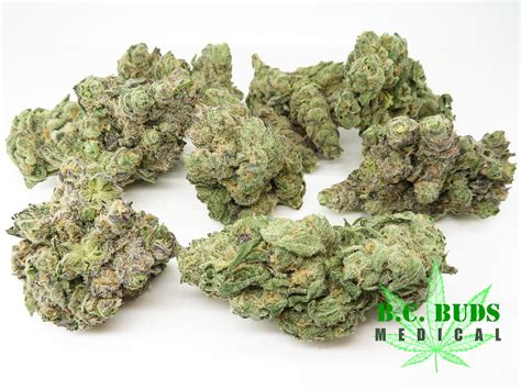 Buy 9 Pound Hammer Weed Strain Online Cannabis Store Canada