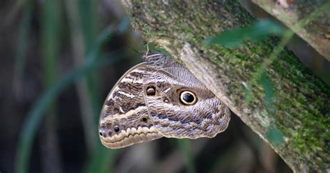 Borboleta Coruja Gigante 208705 Biofaces Bring Nature Closer