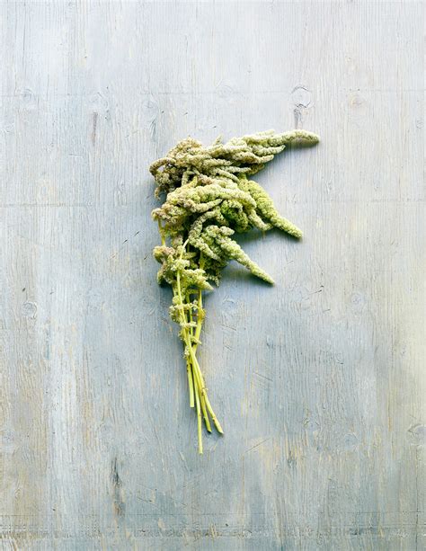 6 Gorgeous Amaranth Flowers - Sunset - Sunset Magazine