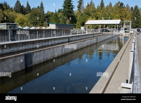 Salmon Fish Ladder Vancouver Hi Res Stock Photography And Images Alamy