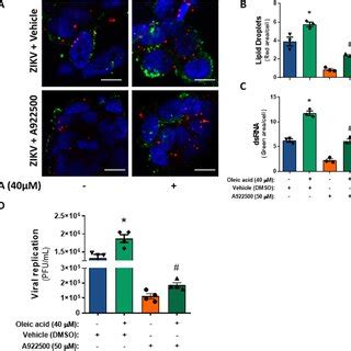 Upregulation Of LD Biogenesis Increased ZIKV Replication In SH SY5Y