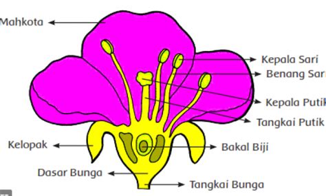 Detail Contoh Perkembangan Pada Tumbuhan Koleksi Nomer