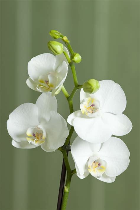 Orchid E Papillon Blanc Jardiland