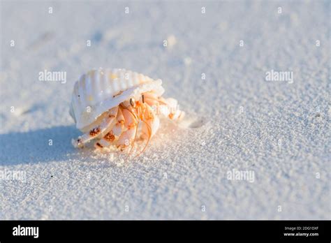 Gemeiner Einsiedlerkrebs Pagurus Bernhardus Common Marine Hermit Crab