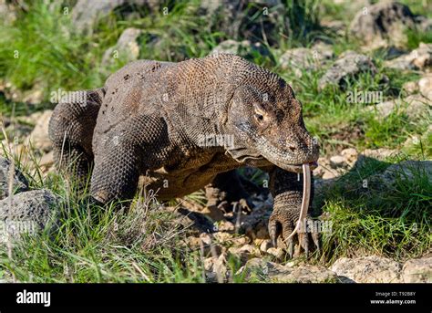 Dragon de Komodo a collé dehors avec sa langue fourchue renifler l air