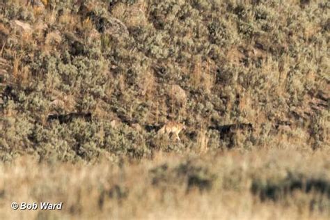 Yellowstone Wolf: Tracking the Packs