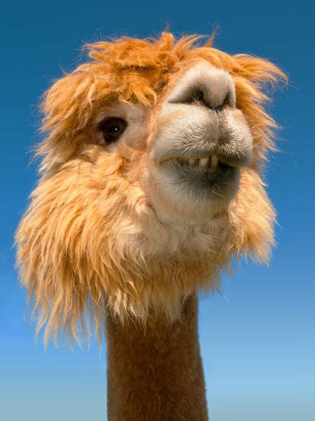 Best Funny Llama Stock Photos, Pictures & Royalty-Free Images - iStock