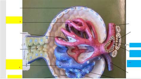 renal corpuscle Diagram | Quizlet