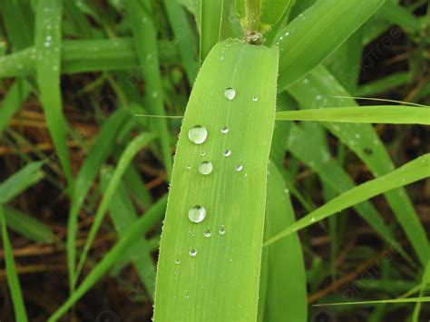 Background Fotografi Tanaman Daun Hijau Di Musim Semi Musim Semi Menanam Hijau Latar Belakang