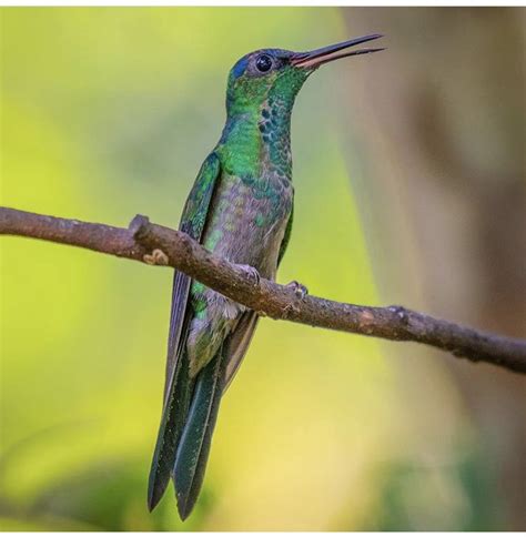 A Green Bird Sitting On Top Of A Tree Branch