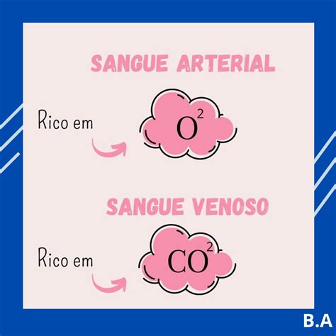 Qual A Diferença Entre Sangue Arterial E Sangue Venoso