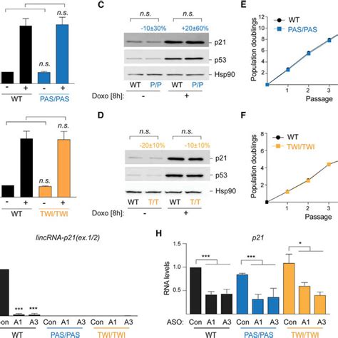 Lincrna P21 Transcription And Accumulation Are Dispensable For P21 Download Scientific Diagram