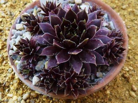 Beautiful Black Succulents | Plantly