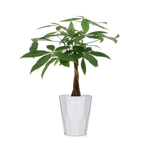 How To Plant Money Tree In Pot