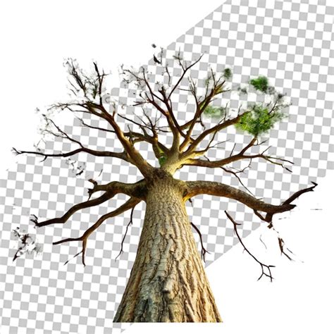 Árbol de pistacho con dosel extendido Árbol de mediana altura y clipart