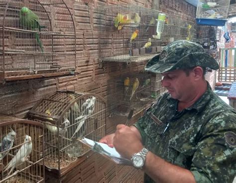 Homem é multado em mais de R 13 mil por manter aves exóticas em