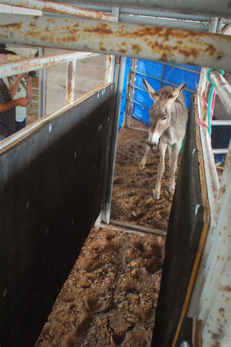 The 7MSN Ranch: No burro left behind