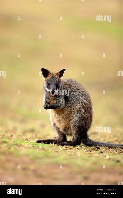 Swamp Wallaby Wallabia Bicolor Young Phillip Island Australia