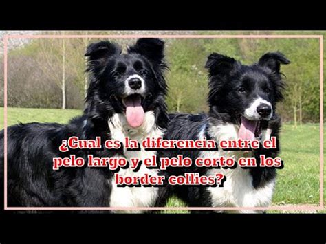 Como Saber Si Un Border Collie Es Puro Peregrino Avendano