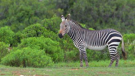 De Hoop Nature Reserve - Wildlife-Fotografie